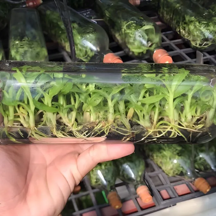 Lan Cát 38 Cấy Mô