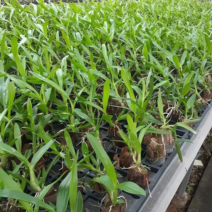 Lan cát 38 nuôi cấy mô tại Vigen