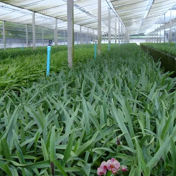 Lan cát 38 cấy mô