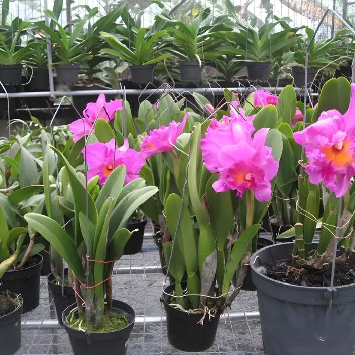 Lan cát 38 cấy mô cho hoa đẹp