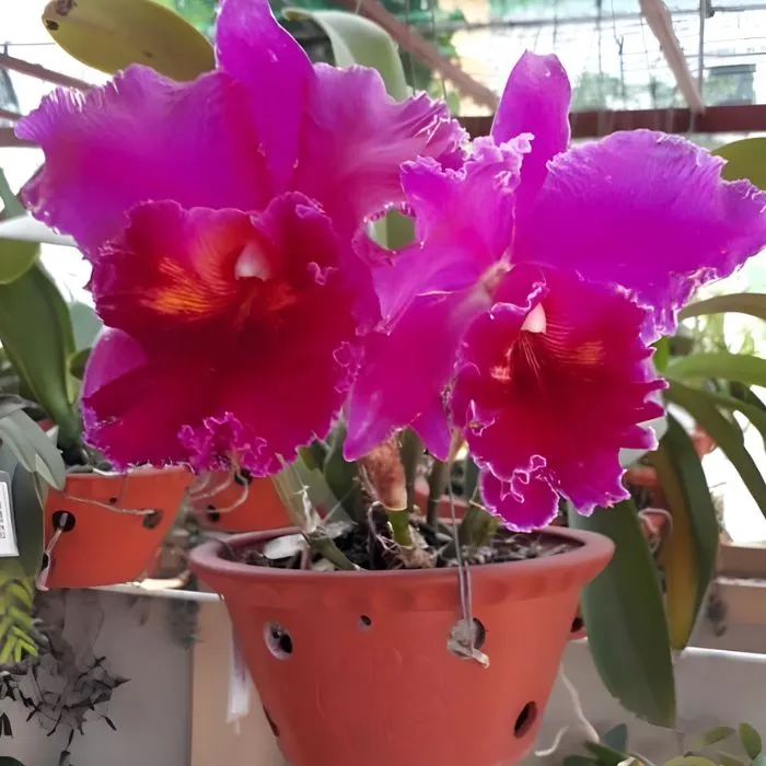 Lan cát 38 cấy mô