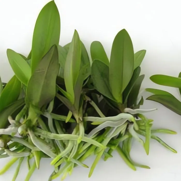 Lan Cát 38 Cấy Mô