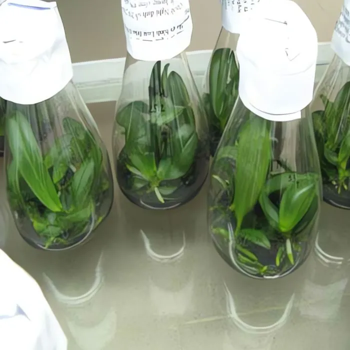 Lan Cát 5 Cấy Mô