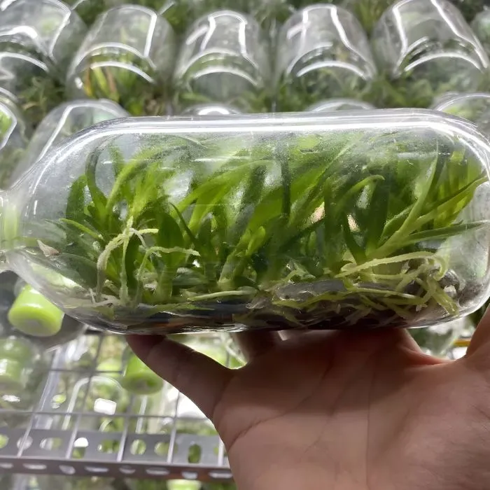 Lan cát 5 cấy mô tại Vigen