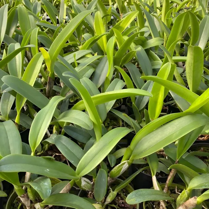 Lan cát 5 cấy mô