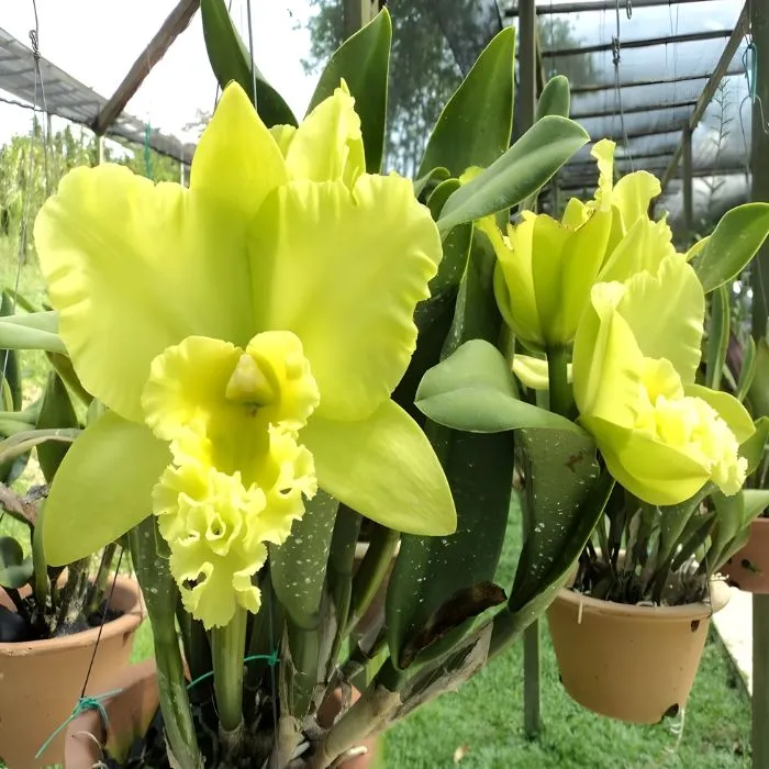 Hoa lan cát 5 cấy mô