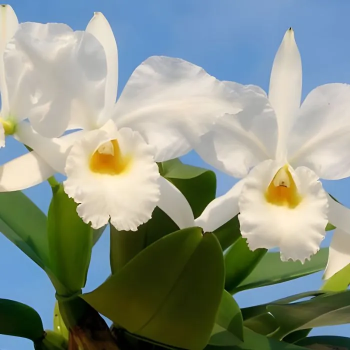 Lan cát 5 cấy mô tại Vigen