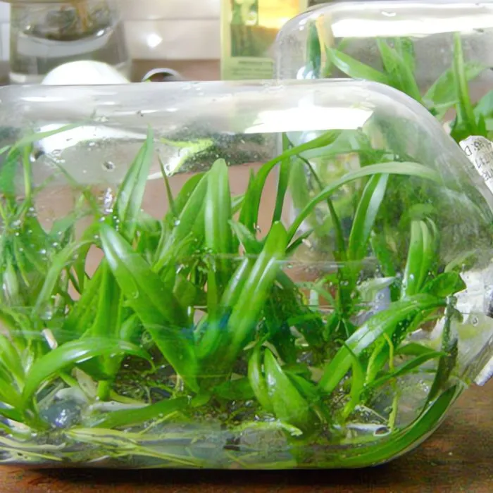 Lan Cát 5 Cấy Mô