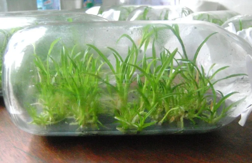 Lan vanilla cấy mô