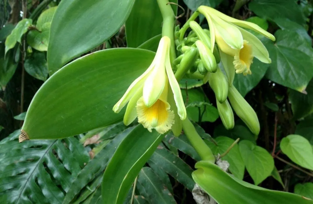 Giống lan vanilla trồng nhiều nhất ở Việt Nam 