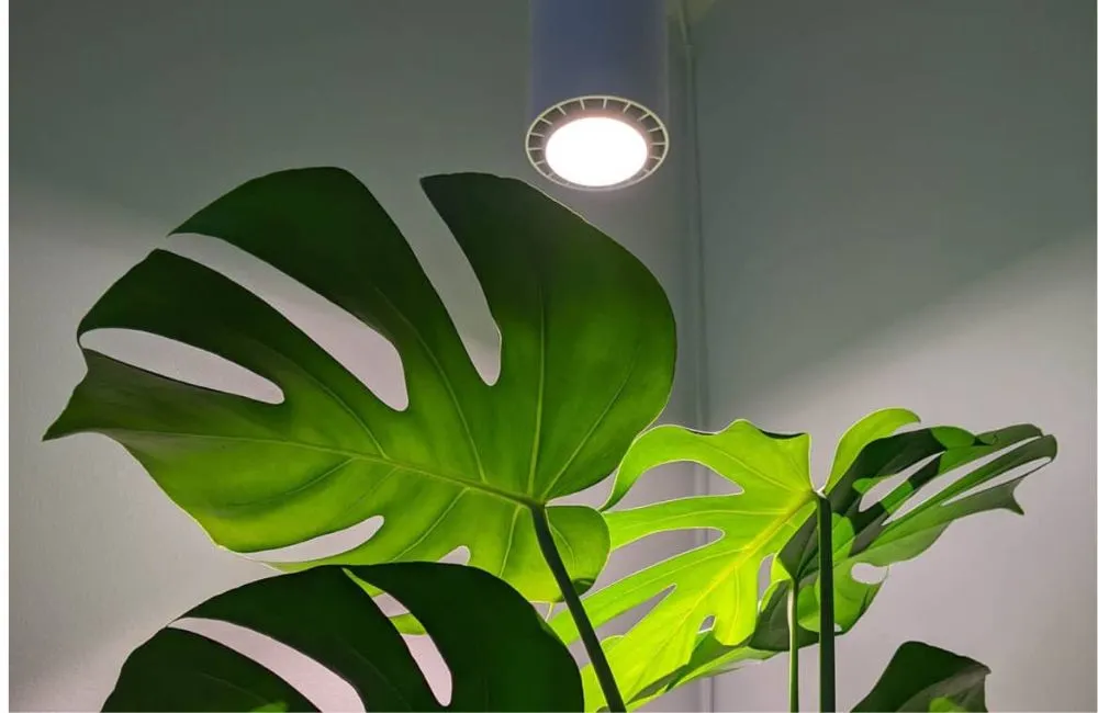 Chăm sóc cây kiểng lá trong nhà bằng lắp đèn chuyên nghiệp