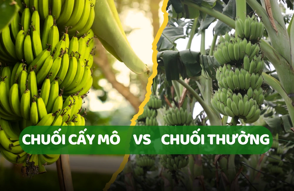 Lợi nhuận trồng cây chuối cấy mô so với chuối truyền thống