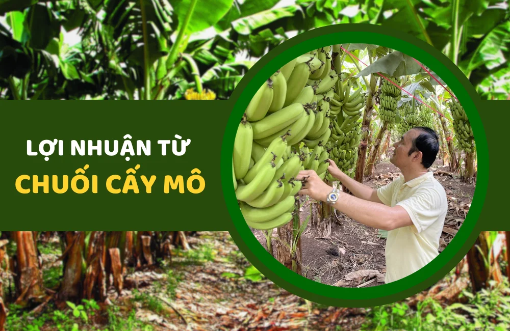 Chăm sóc vườn chuối cấy mô xanh tốt, minh họa cho mô hình trồng hiện đại mang lại năng suất và lợi nhuận trồng chuối cấy mô cao