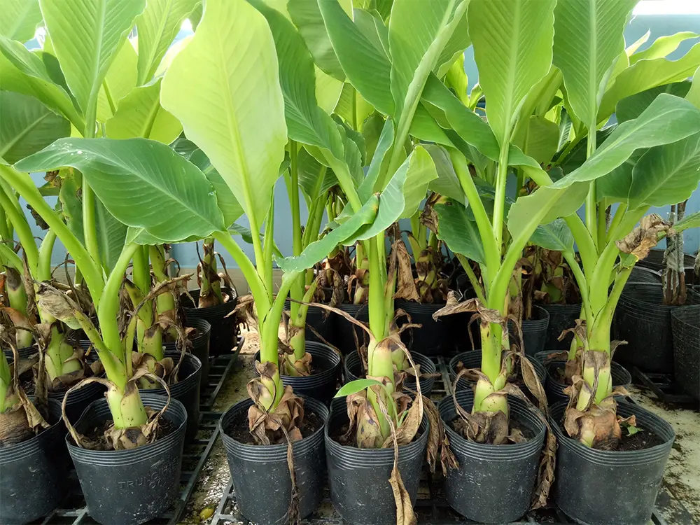 Cây chuối giống khỏe mạnh, thể hiện chất lượng và nguồn gốc rõ ràng của vật liệu nhân giống