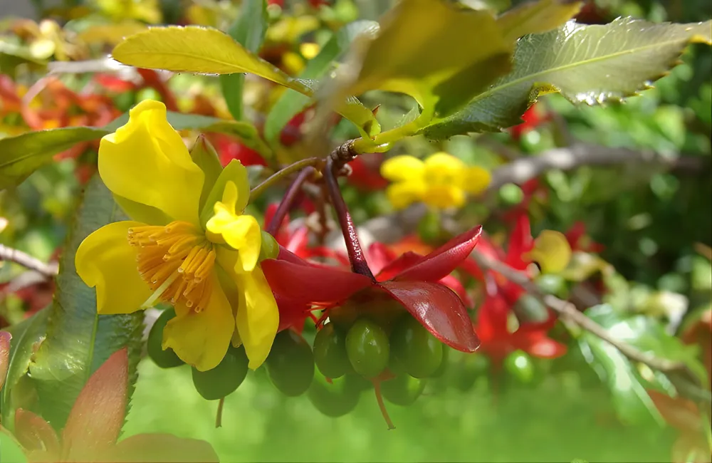 Mai quý cấy mô là gì?