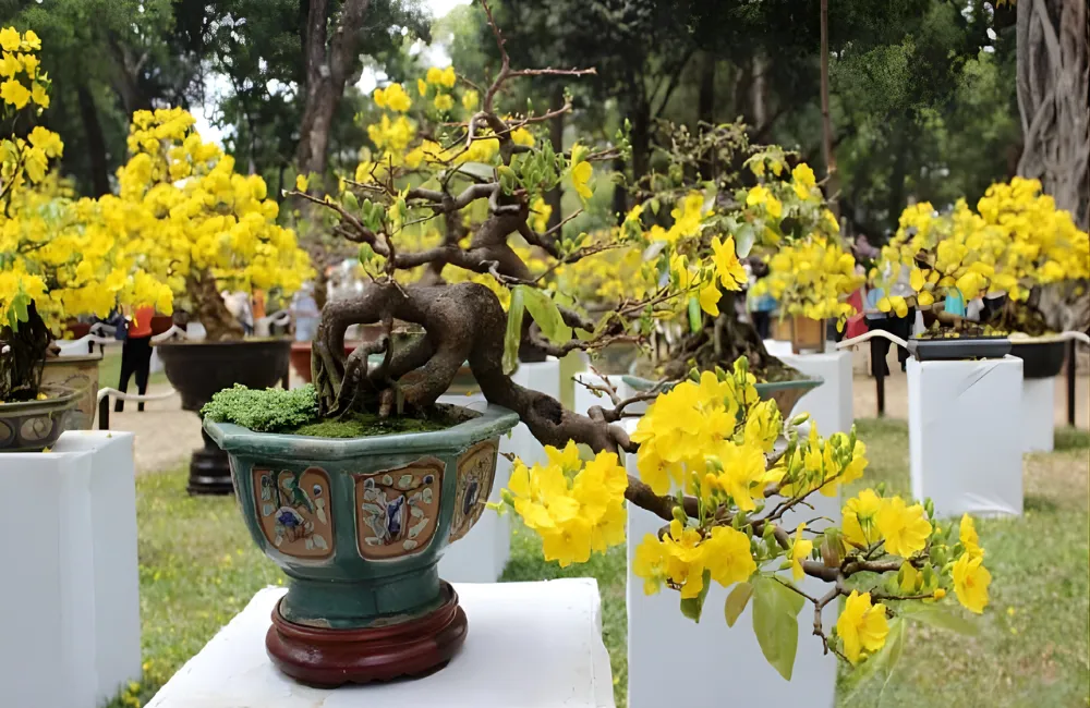 Các dòng mai quý cấy mô phổ biến hiện nay