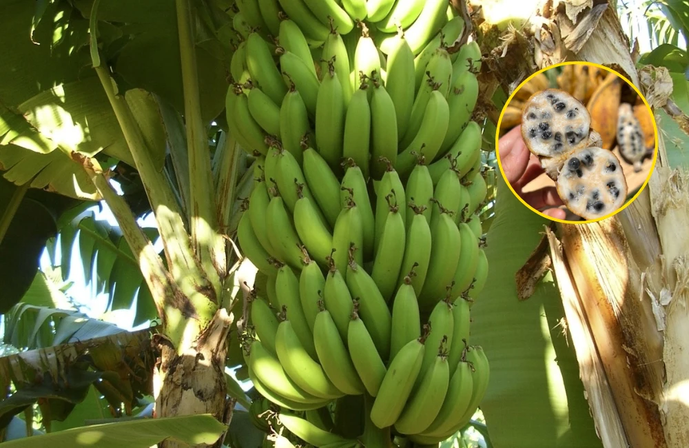 Chuẩn bị hạt chuối là bước quan trọng giúp tăng tỷ lệ nảy mầm trong nhân giống bằng hạt