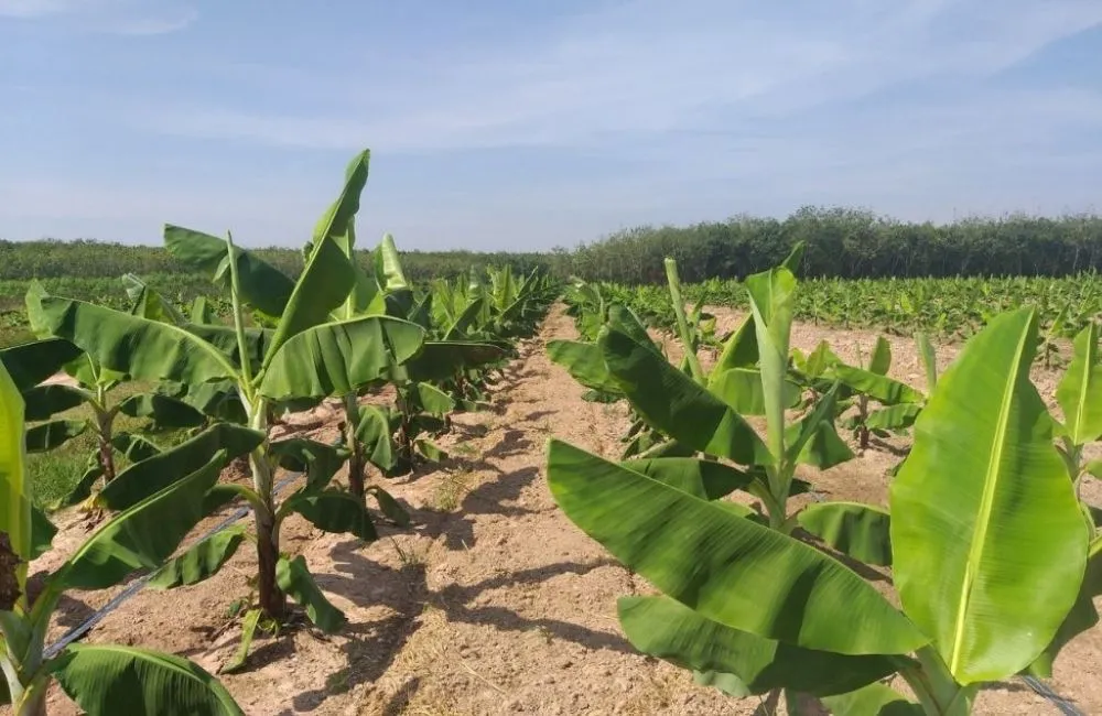 Cách trồng chuối đúng mật độ và khoảng cách