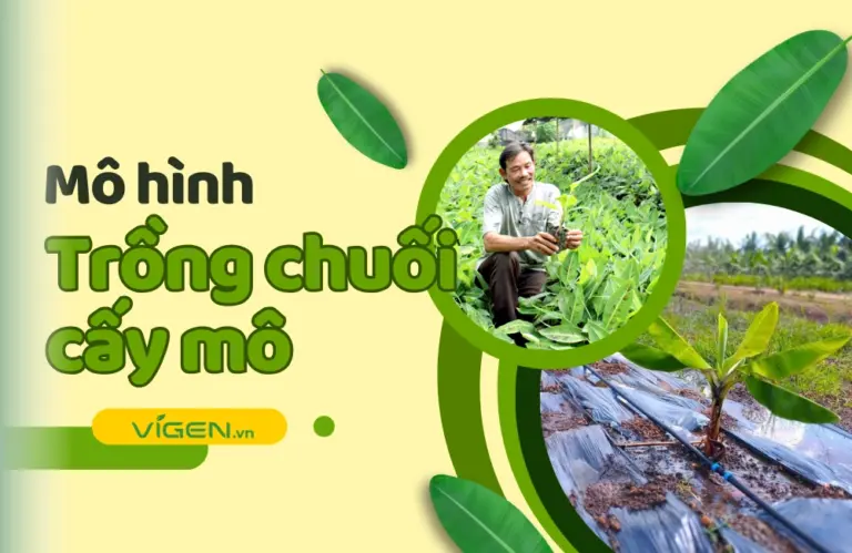 Mô hình trồng chuối cấy mô: Hướng đi tất yếu cho nông nghiệp bền vững