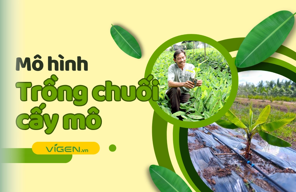 Mô hình trồng chuối cấy mô tại Việt Nam với những vườn chuối xanh tốt, thể hiện bước tiến mới trong nông nghiệp hiện đại và bền vững