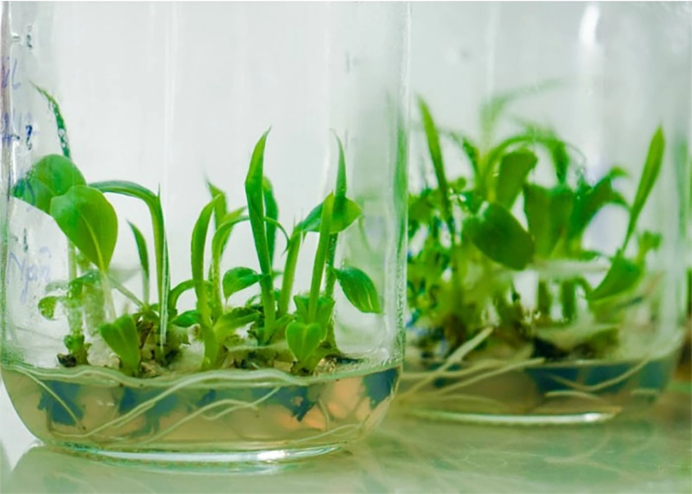 Hình ảnh chồi chuối sáp in vitro phát triển trong môi trường chứa BAP và IAA, hiển thị các chồi non xanh tươi mọc đều