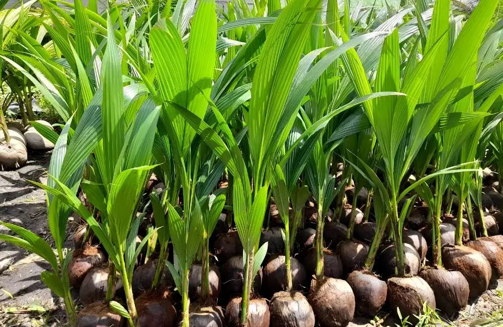 Giai đoạn khởi tạo mô sẹo dừa cấy mô