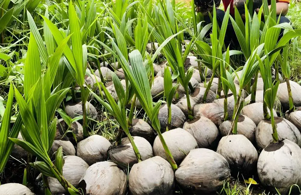 Giai đoạn trưởng thành phôi dừa cấy mô