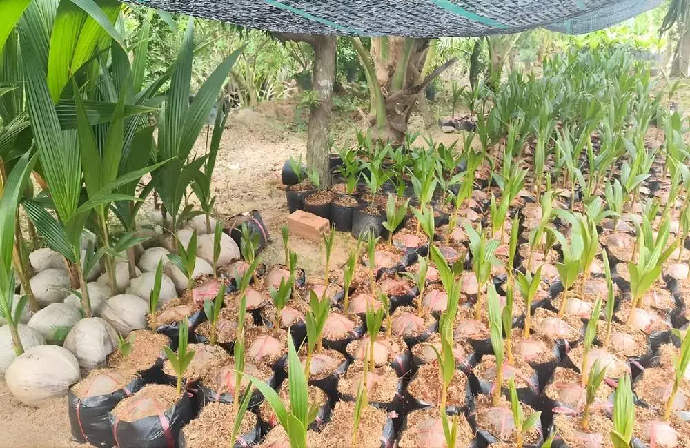 Giai đoạn tái sinh cây dừa cấy mô con và ra rễ