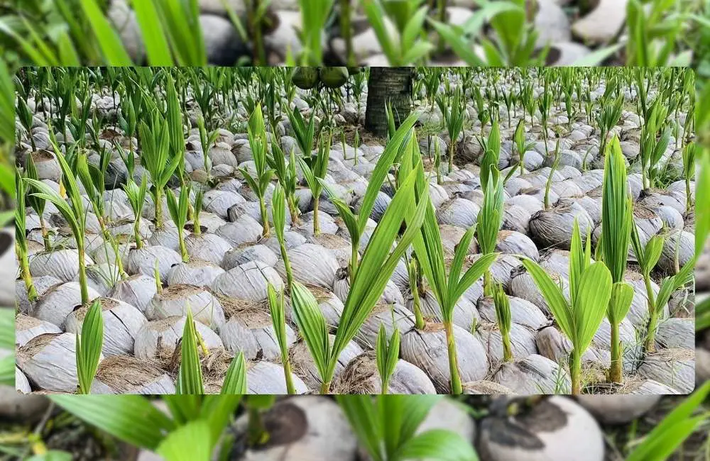 Môi trường nuôi cấy mô dừa