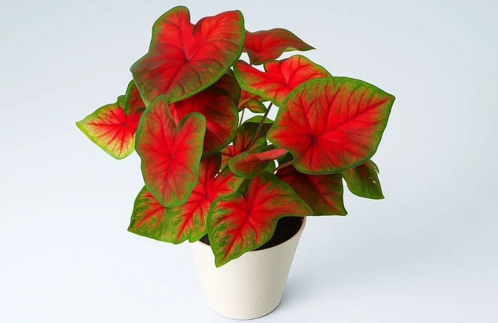 Kiểng lá nội địa 