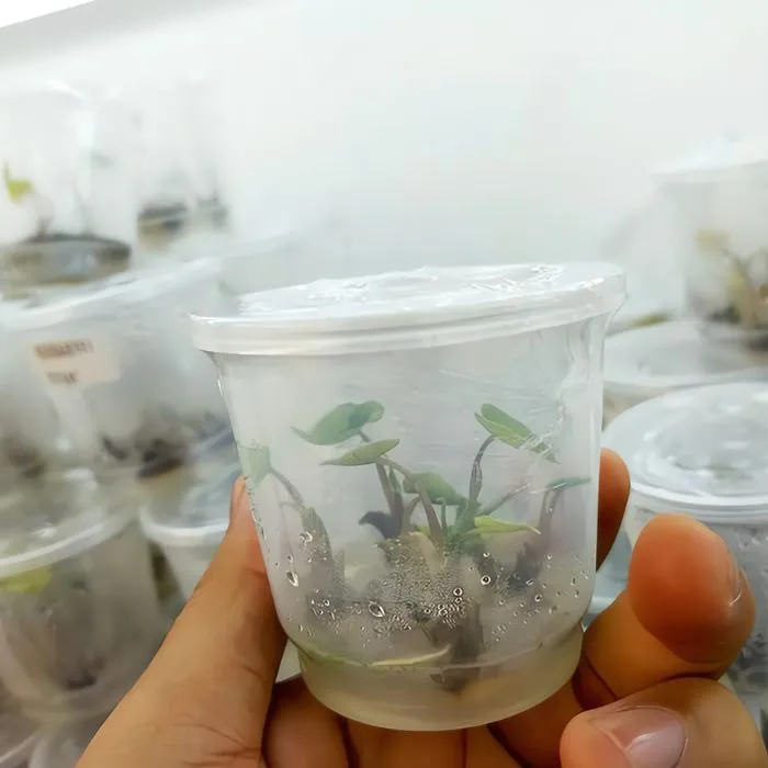 Monstera Xanh Cấy Mô