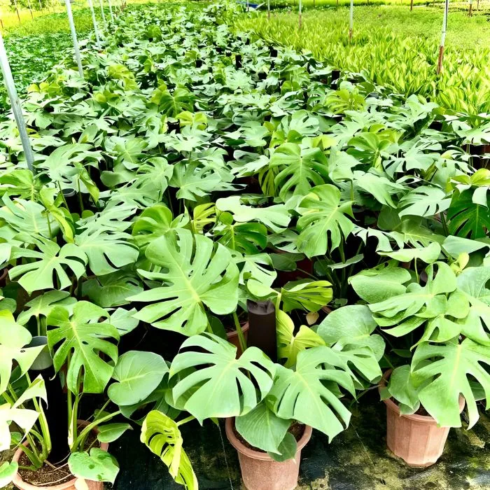 Cây Monstera xanh cấy mô