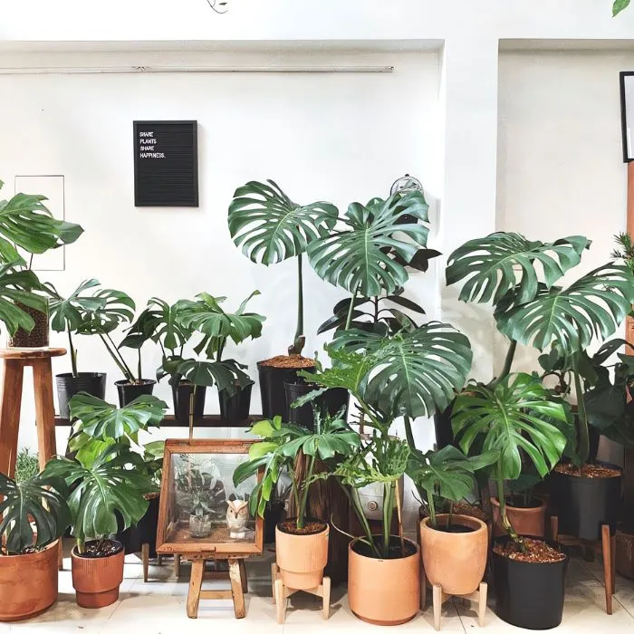 Cây Monstera xanh cấy mô