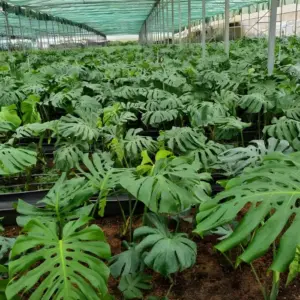 Monstera xanh cấy mô