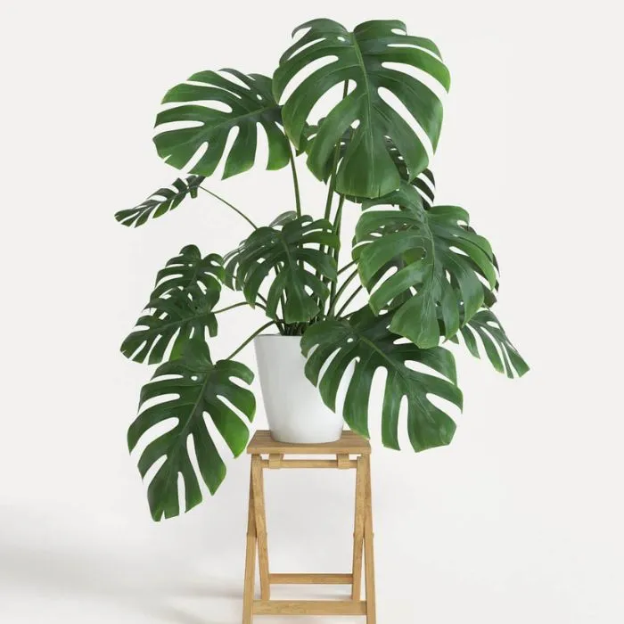 Cây Monstera xanh cấy mô
