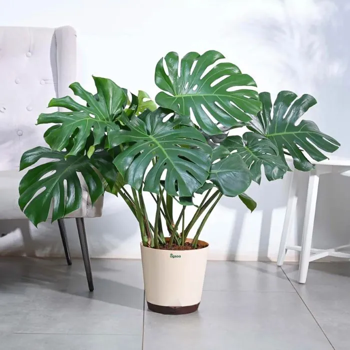 Cây Monstera xanh cấy mô