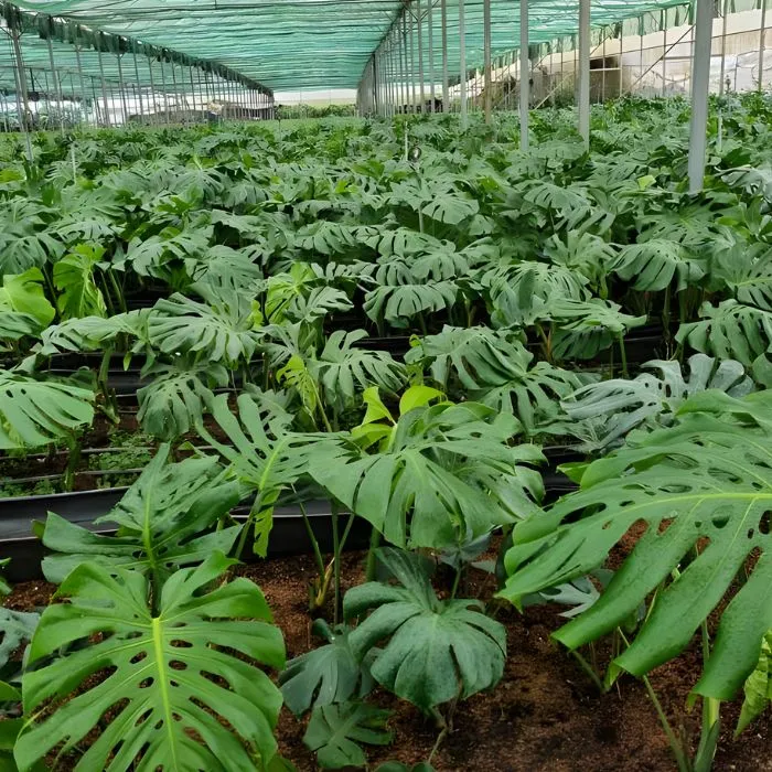 Monstera Xanh Cấy Mô