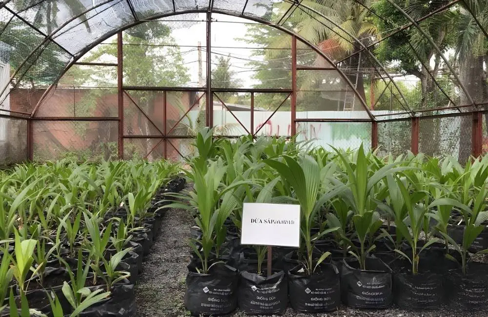Địa chỉ mua và giá cả cây giống dừa sáp cấy mô uy tín
