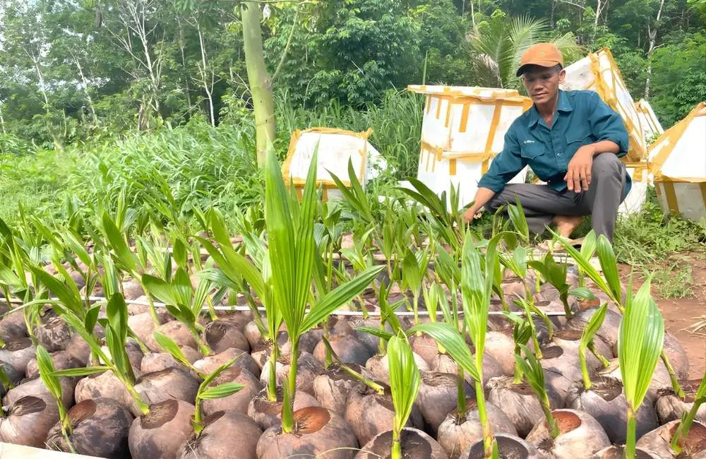 Chính sách bảo hành, tư vấn chọn giống dừa sáp