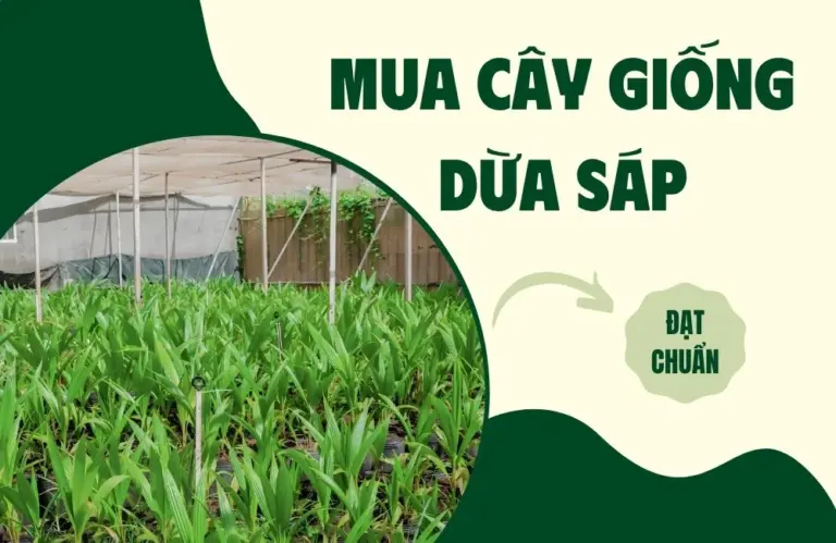 Mua cây giống dừa sáp mô ở đâu? Top địa chỉ uy tín nhất