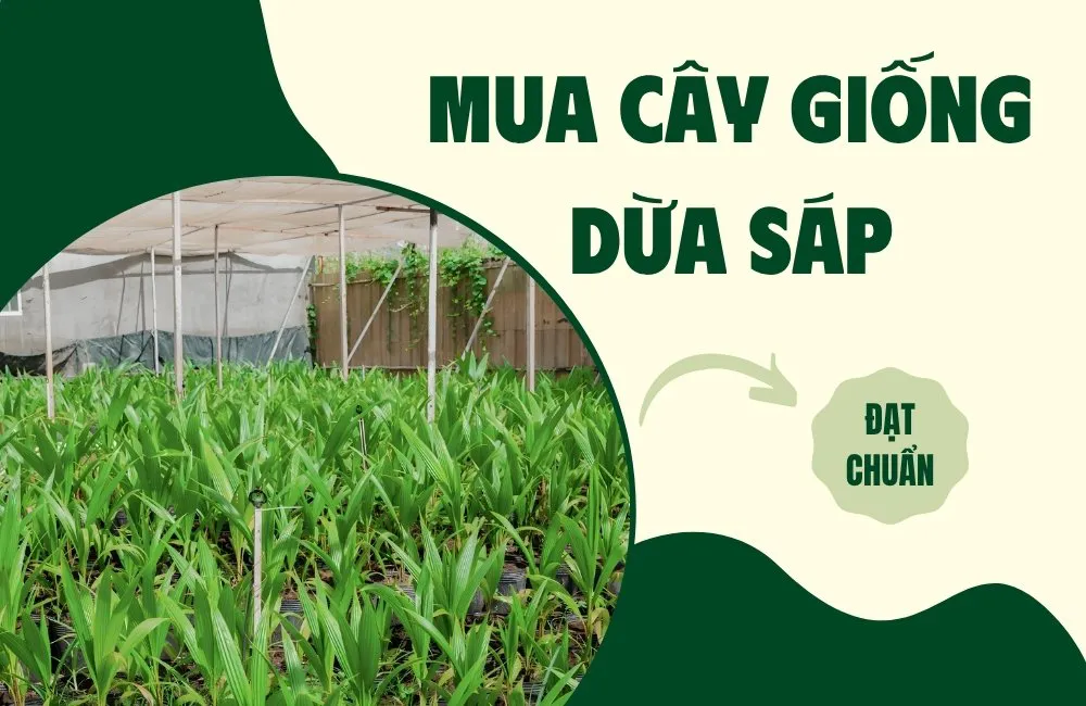 mua cây giống dừa sáp