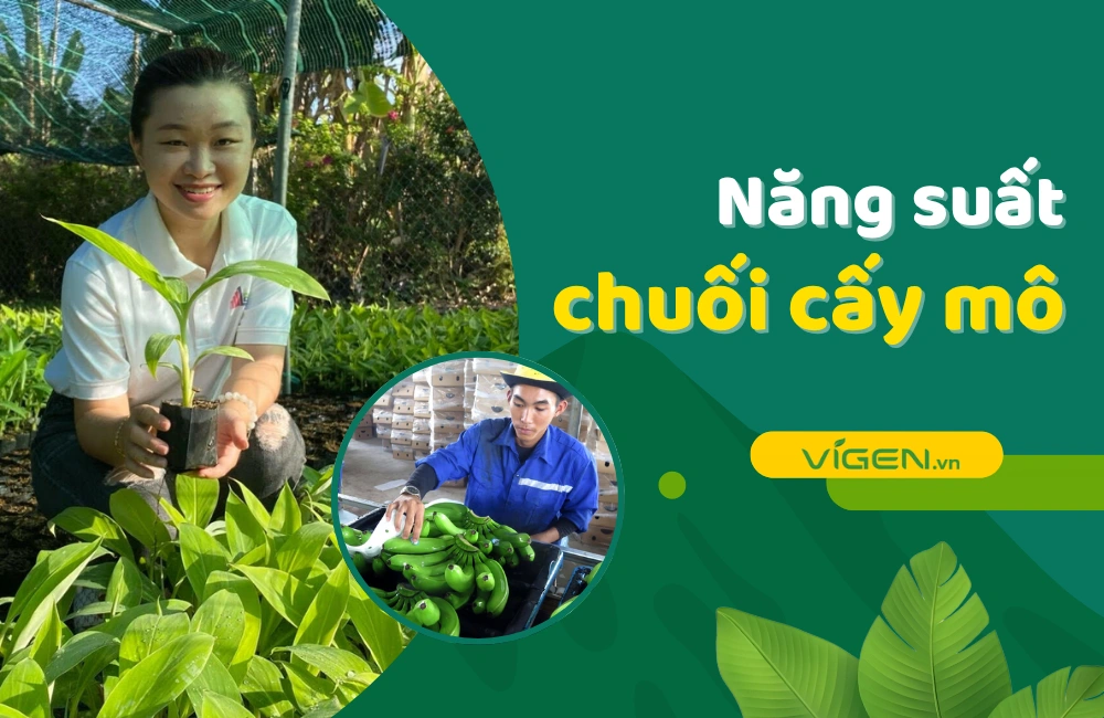 Năng suất chuối cấy mô vượt trội và tiềm năng phát triển của mô hình canh tác hiện đại