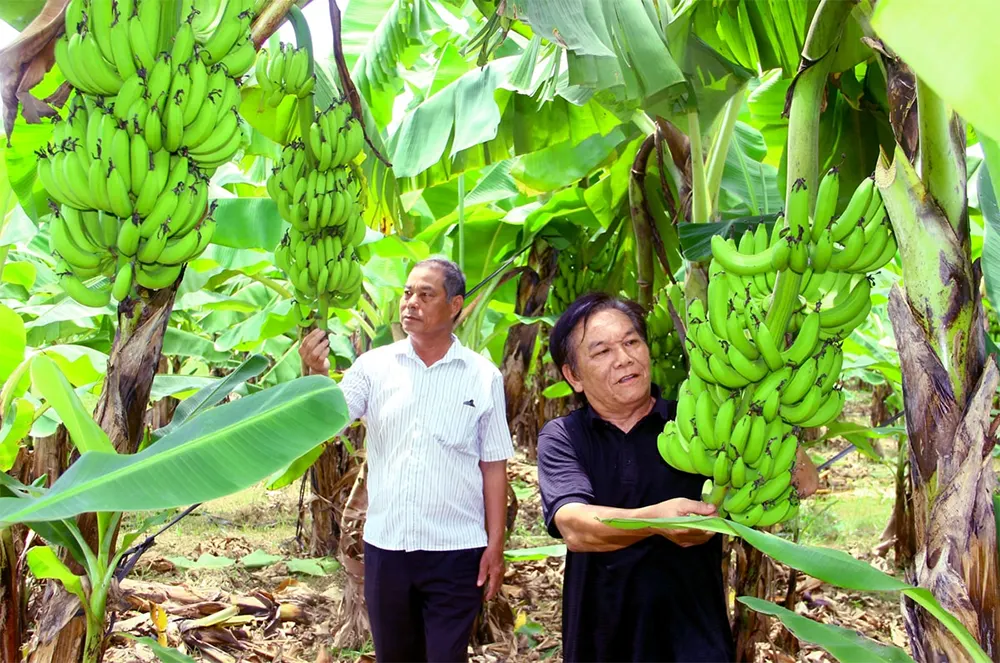 Vườn chuối cấy mô tại Việt Nam phát triển xanh tốt, các cây cao đều nhau, chuẩn bị cho vụ thu hoạch xuất khẩu năng suất cao