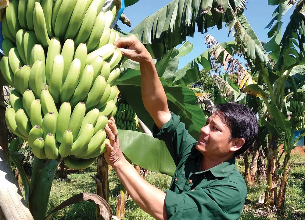 Vườn chuối nhân giống bằng cấy mô cho năng suất cao, các buồng chuối phát triển đồng đều và chín cùng thời điểm