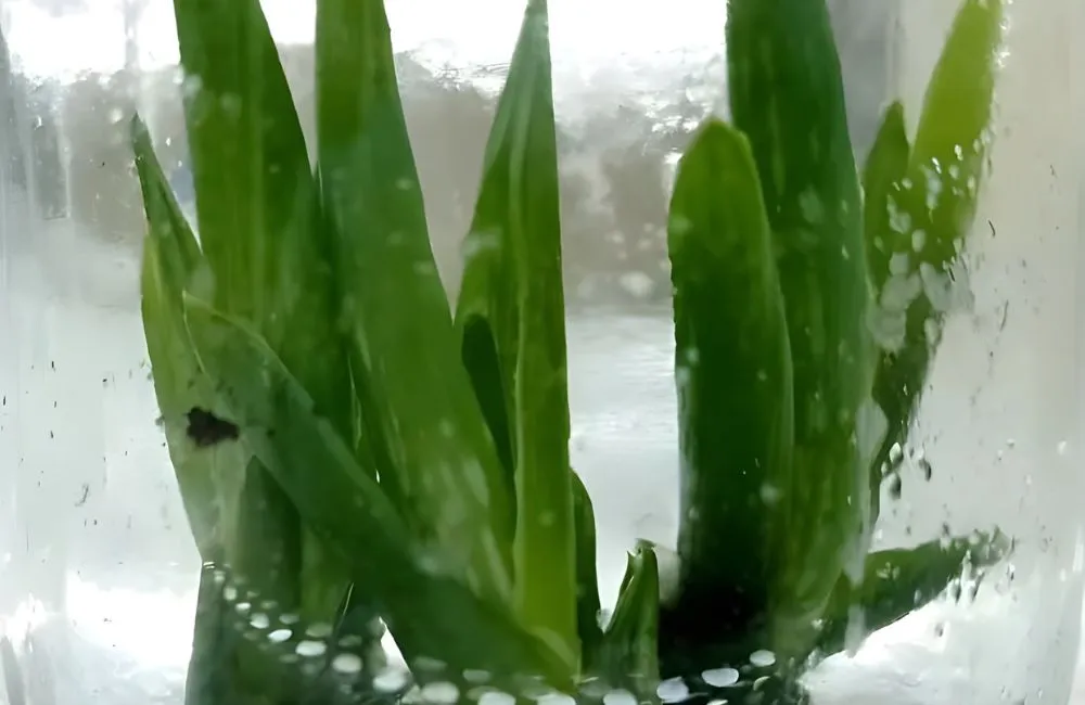 Nha Đam Thái Cấy Mô 