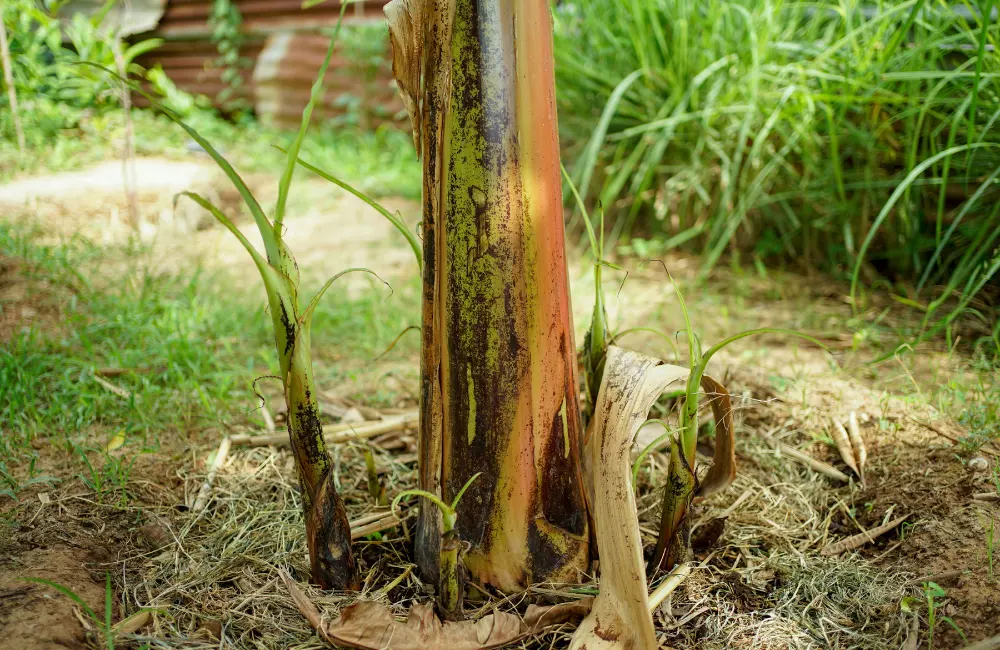 Lựa chọn chồi 4–6 tháng, cao 1–1,5 m và có gốc to sẽ giúp cây con bén rễ nhanh và sinh trưởng khỏe