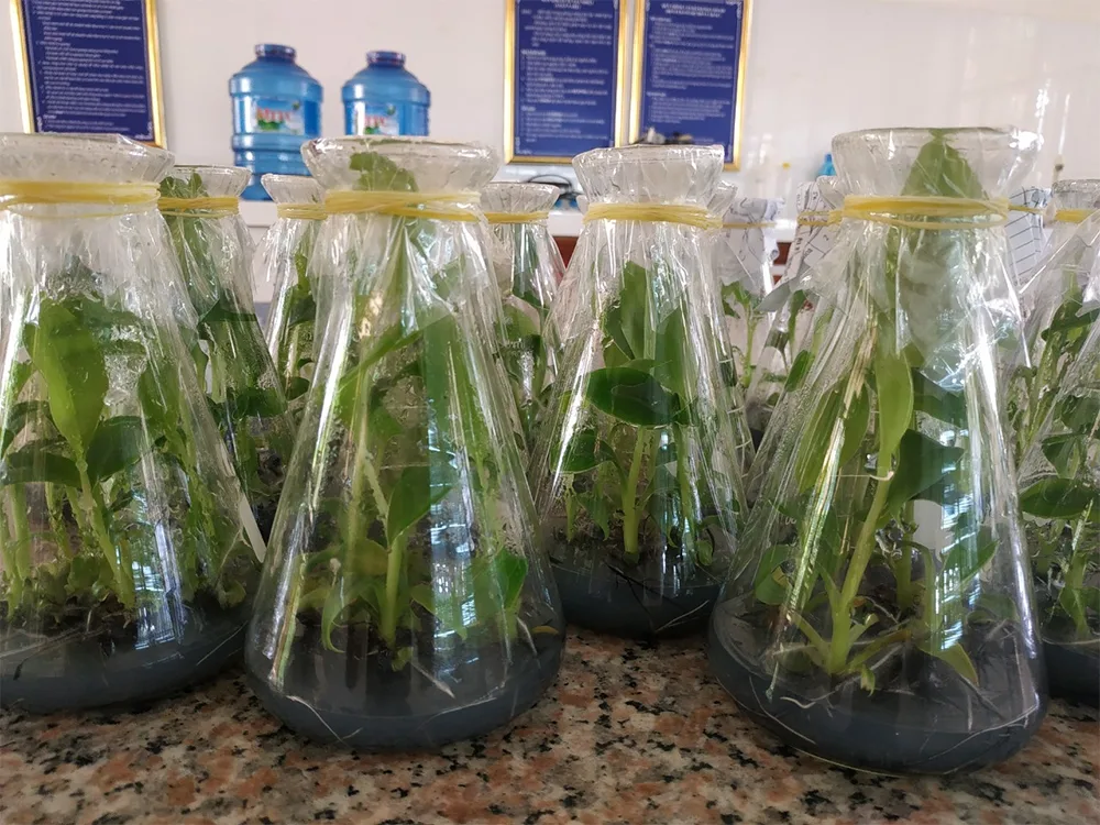 Các chồi non chuối phát triển đồng đều trong môi trường nuôi cấy nhân tạo giàu dưỡng chất