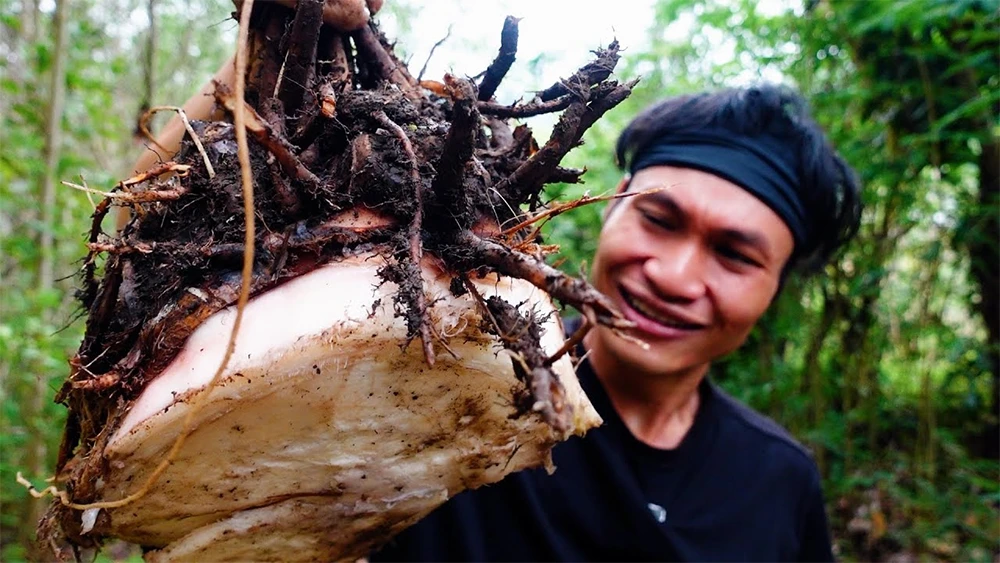 Cận cảnh củ chuối được tách ra từ cây mẹ, thể hiện rõ các mắt chồi tiềm ẩn có khả năng nảy mầm