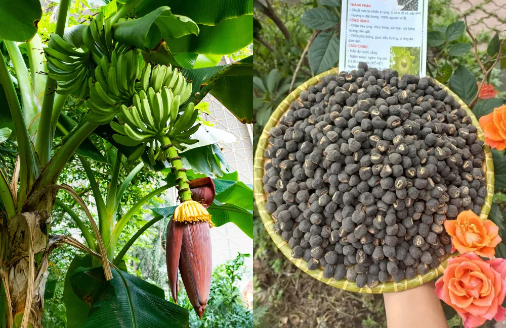 Nhân giống chuối bằng hạt – phương pháp cổ điển giúp bảo tồn và lai tạo giống mới
