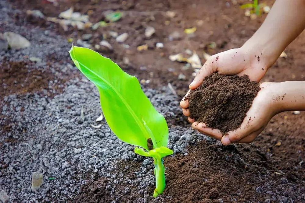 Chồi chuối non xanh tốt bên gốc cây mẹ, minh họa phương pháp nhân giống tự nhiên